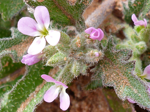 African Mustard; Pink flowers and bright green leaves of strigosella africana; Little Egypt, Utah