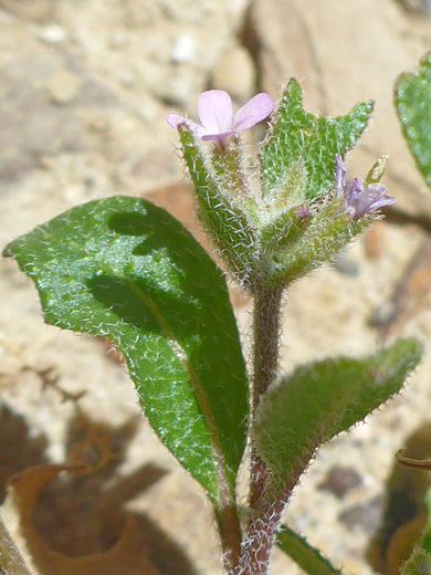 Hairy stem and leaves