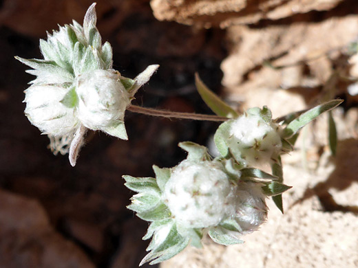 Woollyhead Neststraw; Woolly, bracted inflorescence; stylocline micropoides, Salt Trail, Little Colorado River, Arizona