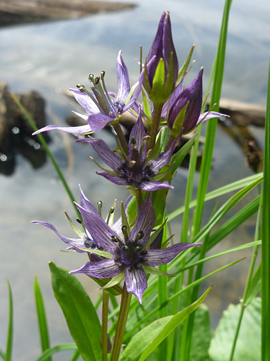 Star Gentian; Star gentian (swertia perennis), along the Timber Lake Trail in Rocky Mountain National Park, Colorado