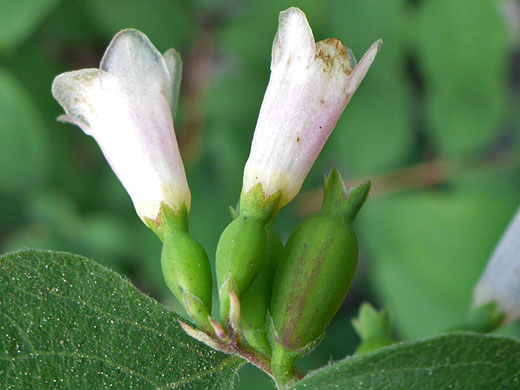 Mountain Snowberry; Mountain snowberry (symphoricarpos oreophilus), South Lake Trail, Sierra Nevada, California