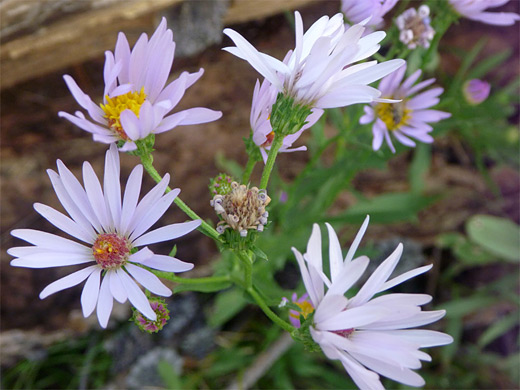 Western Aster; Petals and bracts of symphyotrichum ascendens (western aster), Grand Teton National Park