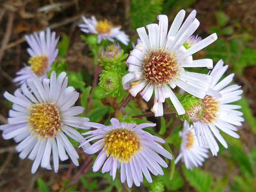 Pacific Aster; Symphyotrichum chilense, Sisters Rocks State Park, Oregon