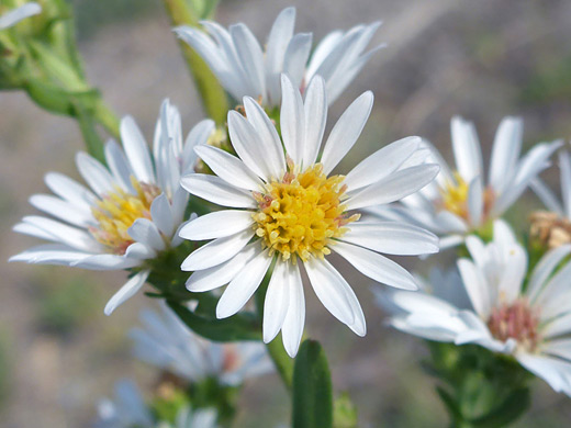 White Prairie Aster; Flowerheads of symphyotrichum falcatum var commutatum, at Mammoth Hot Springs, Yellowstone National Park, Wyoming