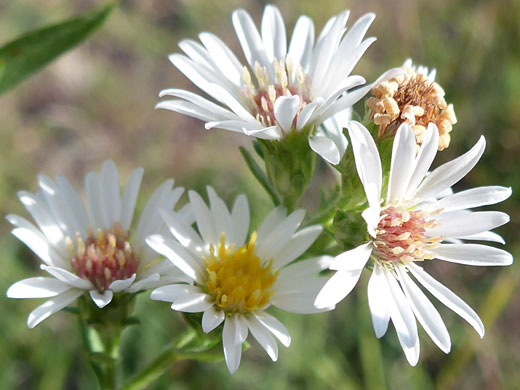 White Prairie Aster