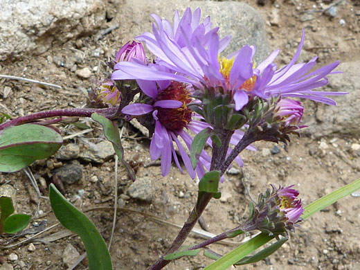 Leafy Aster