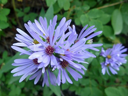 Smooth Aster; Smooth aster (symphyotrichum laeve), along the Fern Lake Trail in Rocky Mountain National Park, Colorado