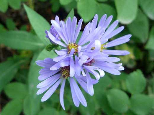 Group of flowers