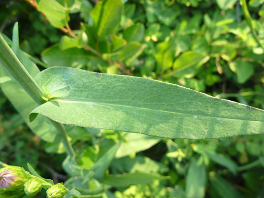 Smooth Aster