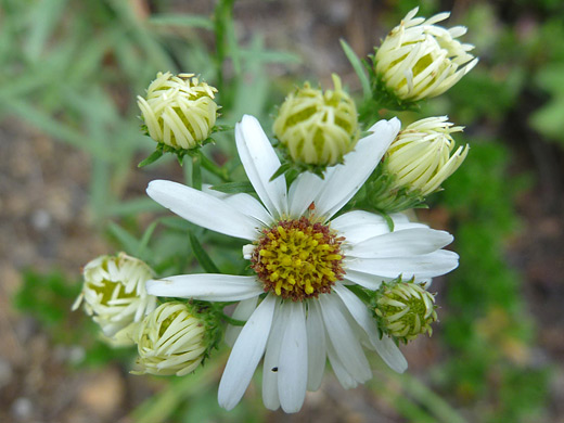 Smooth White Aster; Symphyotrichum porteri (smooth white aster), along the Raccoon Trail, Golden Gate Canyon State Park, Colorado