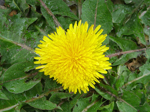 Common Dandelion; Flower of the common dandelion (taraxacum officinale), Uinta Mountains, Utah