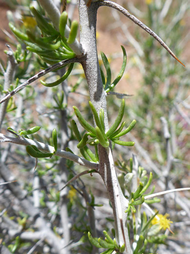 Stem and leaves