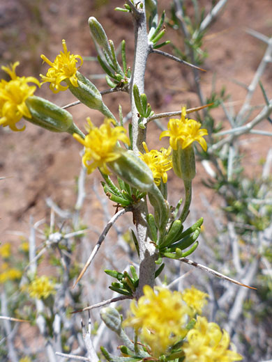 Longspine Horsebrush