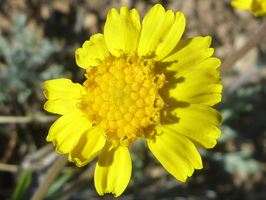 Stemless Four-Nerve Daisy; Mature flowerhead of tetraneuris acaulis, near Desert View, Grand Canyon National Park, Arizona