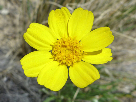 Perky Sue; Perky sue (tetraneuris ivesiana), along the Pueblo Alto Trail, Chaco Culture NHP, New Mexico