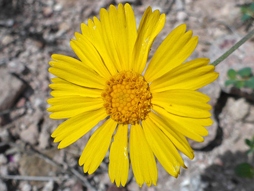 Stemmed Four-Nerve Daisy; Flowerhead of tetraneuris scaposa with 18 ray florets, Apache Canyon Trail, Big Bend National Park, Texas