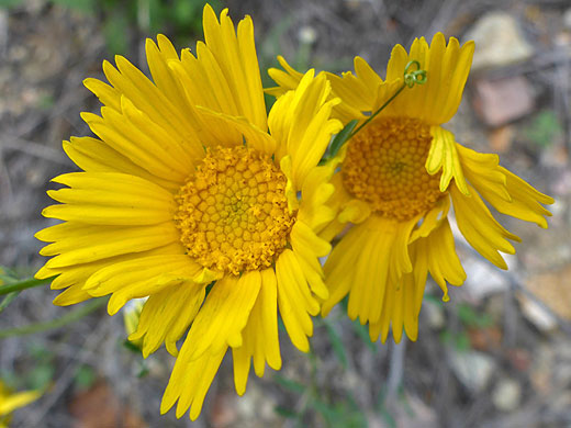 Two flowerheads