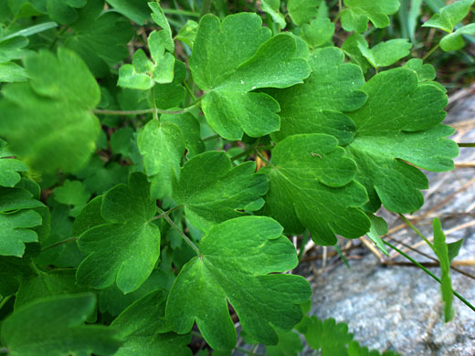 Fendler's Meadow-Rue