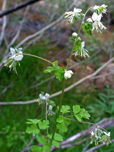 Fewflower Meadow-Rue; Fewflower meadow-rue (thalictrum sparsiflorum), Cottonwood Lakes Trail, Sierra Nevada, California