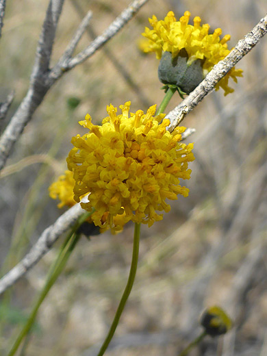 Longstalk Greenthread; Yellow disc florets of thelesperma longipes - Dome Trail, Big Bend Ranch State Park, Texas