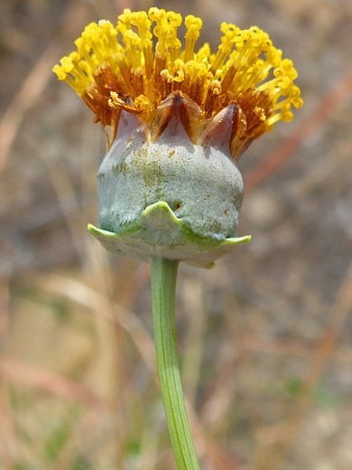 Hopi Tea Greenthread; Yellow and orange flowerhead - thelesperma megapotamicum along the Dome Trail in Big Bend Ranch State Park, Texas