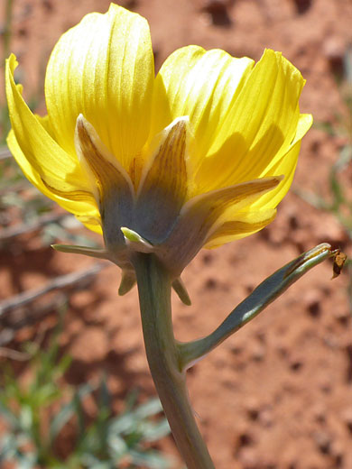 Navajo Tea