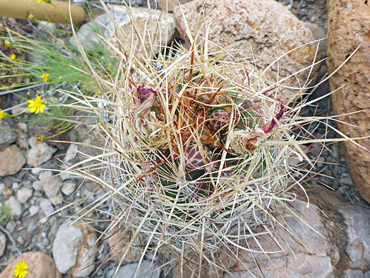 Spines and buds
