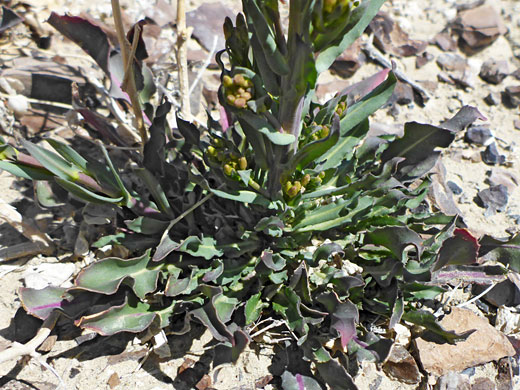 Lower stem leaves