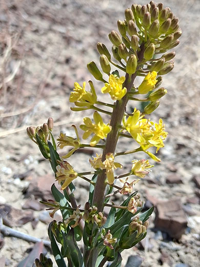 Durango Tumblemustard
