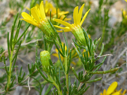 Pricklyleaf Dogweed; Green, linear leaves and yellow flowers - thymophylla acerosa, Dome Trail, Big Bend Ranch State Park, Texas