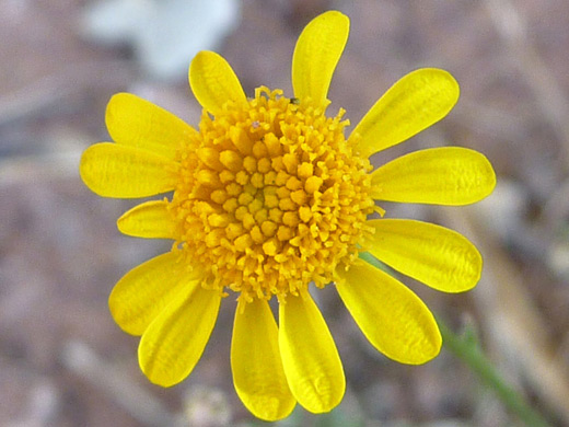 Five-Needled Prickly Leaf; Yellow flowerhead, with 13 ray petals - thymophylla pentachaeta var belenidium, near Lees Ferry, Arizona