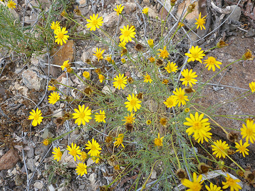 Typical plant