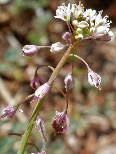 Sand Fringepod; Thysanocarpus curvipes, Spur Cross Ranch Conservation Area, Arizona