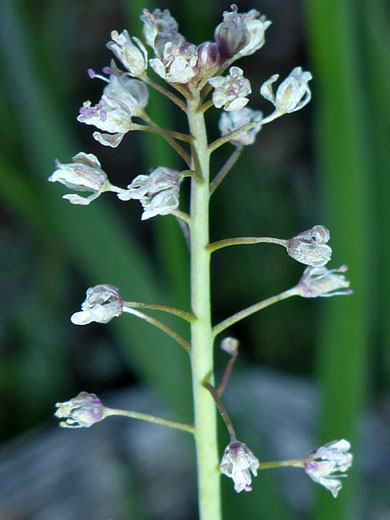 Mountain Fringepod; Thysanocarpus laciniatus (mountain fringepod), Joshua Tree National Park, California