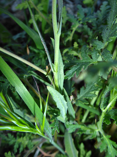 Stem and leaves