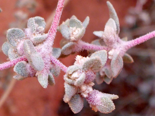 Shrubby Honeysweet; Tidestromia suffruticosa (honeysweet), Valley of Fire Wash, Valley of Fire State Park, Nevada