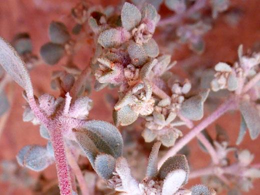 Leaves and stems