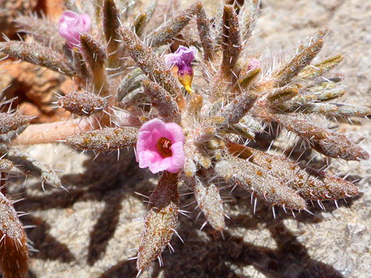 Leaves and flowers