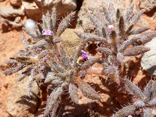 Spiny leaves