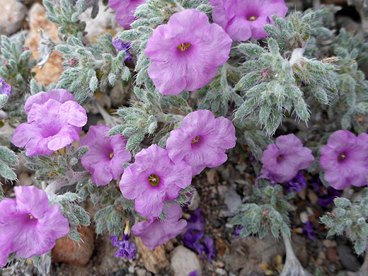 Mexican Crinklemat; Pink flowers of tiquilia mexicana, along the Dome Trail in Big Bend Ranch State Park, Texas