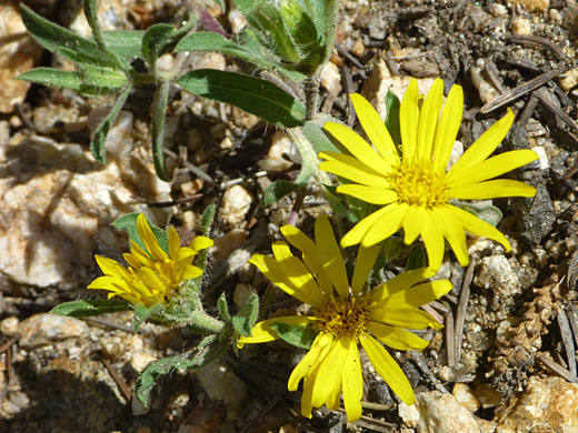 Lyall's Goldenweed; Tonestus lyallii  (Lyall's goldenweed), along the Gem Lake Trail, Rocky Mountain National Park, Colorado