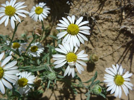 Flowers and buds