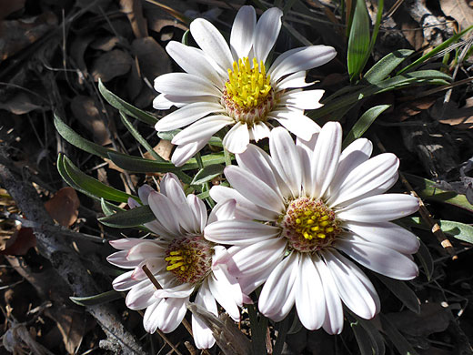 Annual Townsend Daisy