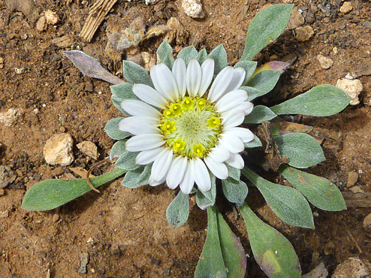 Stemless Townsend Daisy; Townsendia exscapa near Hermits Rest, Grand Canyon National Park, Arizona