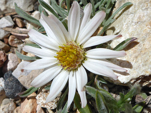 Stemless Townsend Daisy