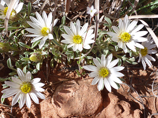 Seven flowerheads