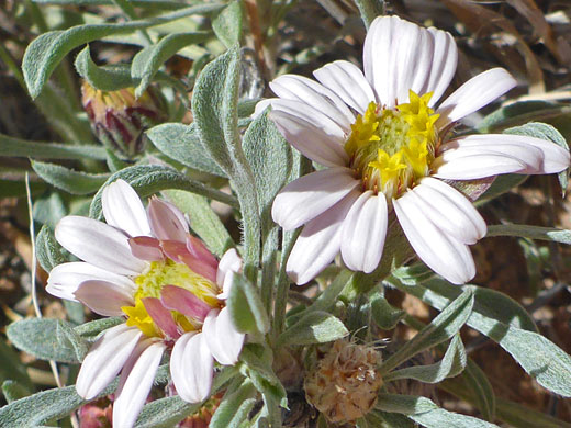 Two flowerheads