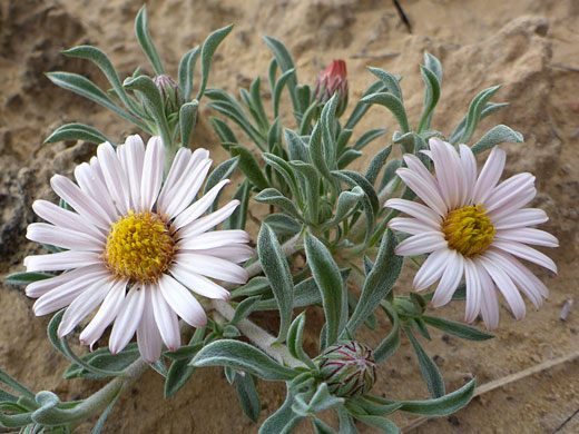 Pinkish-white ray florets