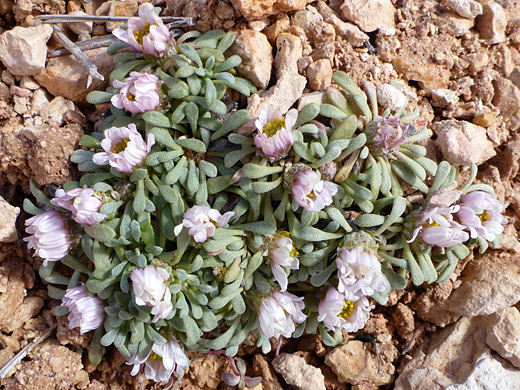 Flowers and leaves