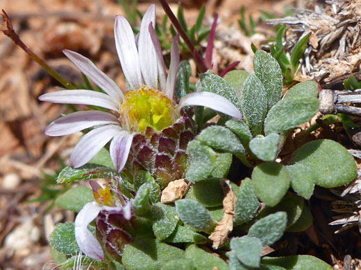 Dwarf Townsend Daisy